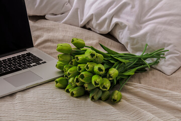 Flowers and a laptop on the bed. Tulips on the bed near the computer. A gift from your beloved. Holiday with a business.
