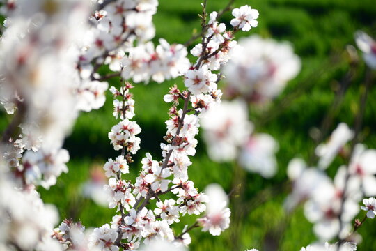 primavera