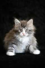 Fototapeta na wymiar Portrait of a cute Maine Coon kitten on black background.