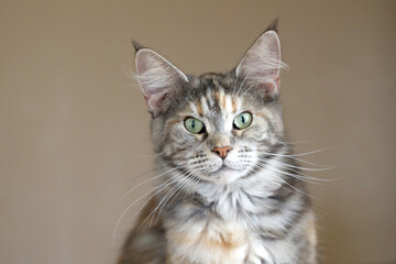 Fototapeta na wymiar portrait of a beautiful young adult Maine Coon cat