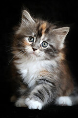Naklejka na ściany i meble Portrait of a cute Maine Coon kitten on black background.