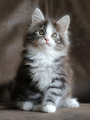 Portrait of a cute Maine Coon kitten on dark background.