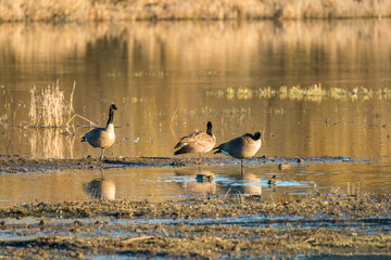 Canada Goose Birds in Ridgefield National Wildlife Refuge, Washington State
