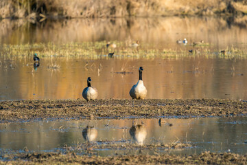 Canada Goose Birds in Ridgefield National Wildlife Refuge, Washington State