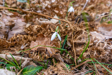 snowdrop without snow in the woods