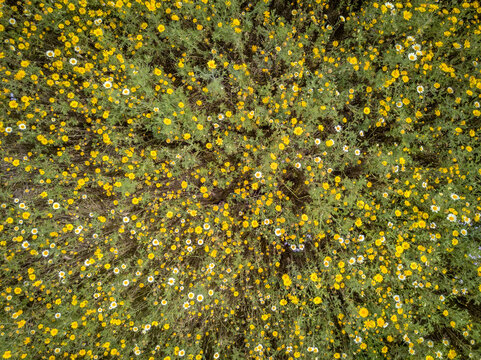 Yellow Flowers From Above