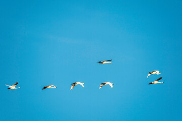 Flying Swans Birds in Ridgefield National Wildlife Refuge, Washington State