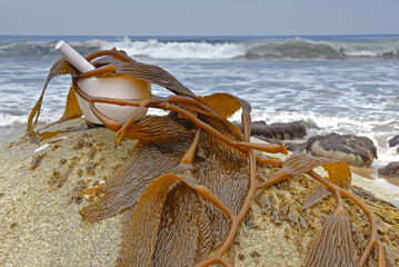 Kelp in mortar and pestle on beach.