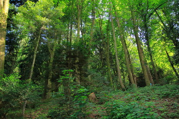 Mamutbaum, Seauoioidae, Baum im öffentlichen Obstgut Leisberg, Baden-Baden Lichtental