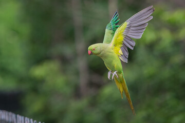 ring necked parakeet london hyde park