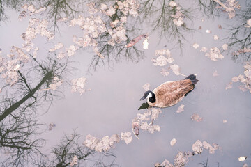 Canadian Goose in a pond in Colorado