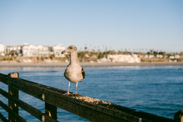 Seagull on the pier eating seeds