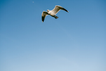 Flying high in the sky