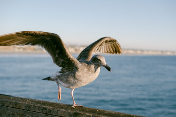 Getting ready for take off