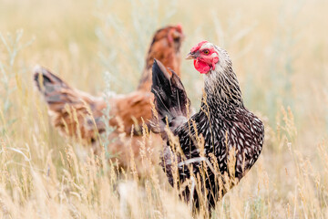 Two Free Range Hens in Tall Grass