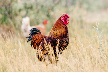 Side Profile of a Wyandotte Rooster