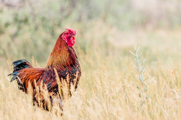 Side Profile of a Wyandotte Rooster