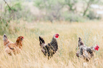 Three Hens in a Row Free Ranging