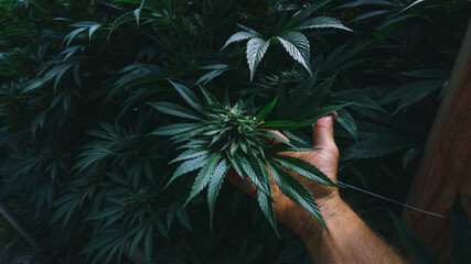 hand held Marihuana plant details of many leaves
