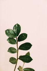 Fototapeta na wymiar Green leaves of the plant macro shooting, soft focus background