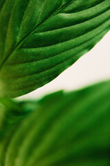 Macro photography of green leaves, soft focus background