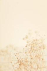 Dry flower branch, soft focus background
