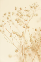 Macro photography of dried flowers, art soft focus background