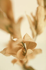 Fototapeta na wymiar Macro photography of dried flowers, art soft focus background
