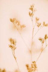 Dry flower branch, soft focus background