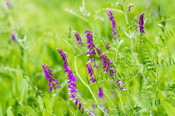 Purple flowers of hairy vetch vicia villosa on sunny summer day