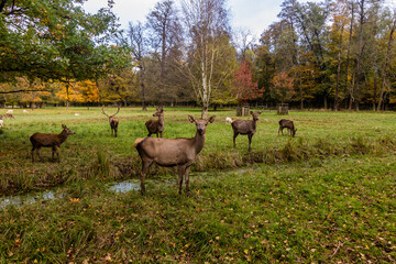 Deer in a game enclosure in Castolovice, Czech Republic