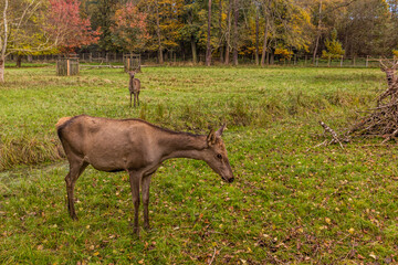 Deer in a game enclosure in Castolovice, Czech Republic