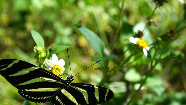 HD video of a butterfly (heliconius charithonia) flying over a flower