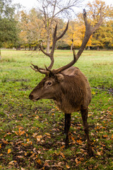 Deer in the game enclosure in Castolovice, Czech Republic