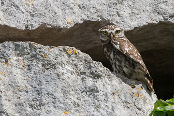 Little Owl nesting in the Rocks Costal Cornwall