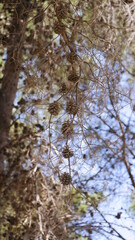 Fir tree brunch close up