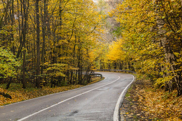 Obraz premium Autumn view of II360 road between Letohrad and Usti nad Orlici, Czech Republic