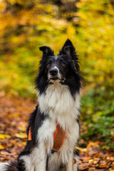 Collie breed dog on a bench in autumn colorful forest