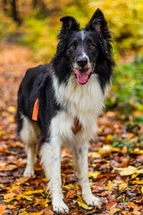 Fototapeta premium Collie breed dog on a bench in autumn colorful forest