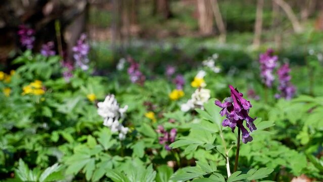 white and purple colorful fumewort plants, possibly Corydalis solida, enjoy direct sunshine, move in tender wind, grow on forest meadow, macro movie, romantic spring awakening ecotourism concept