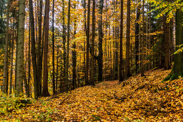 Autumn view of a forest at Andrluv Chlum mountain near Usti nad Orlici, Czech Republic