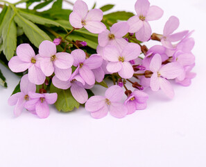 Naklejka na ściany i meble Cute delicate bouquet of pink spring flowers with copy space for design. Flower composition.