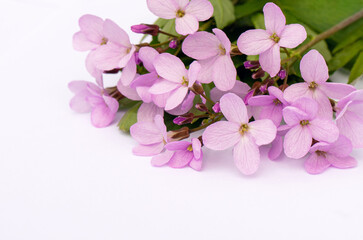 Fototapeta na wymiar Cute delicate bouquet of pink spring flowers with copy space for design. Flower composition.