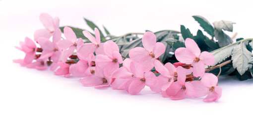 Cute delicate bouquet of pink spring flowers with copy space for design. Flower composition.
