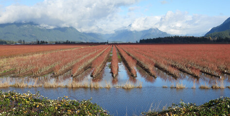 Blueberry farms after a rainy day