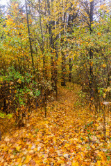 Autumn view of a forest path at Andrluv Chlum mountain near Usti nad Orlici, Czech Republic