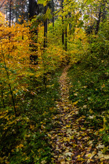 Fototapeta na wymiar Autumn view of a forest path at Andrluv Chlum mountain near Usti nad Orlici, Czech Republic