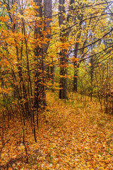Obraz premium Autumn view of a forest at Andrluv Chlum mountain near Usti nad Orlici, Czech Republic