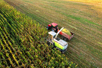 Maize Harvesting with Forage harvester in field, aerial view. Cutting Maize for silage. Tractor...