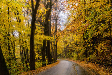 Autumn view of a road near Letohrad, Czech Republic